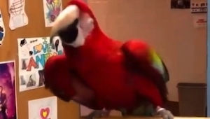 Te papugi kochają tańczyć i są całkiem niezłe